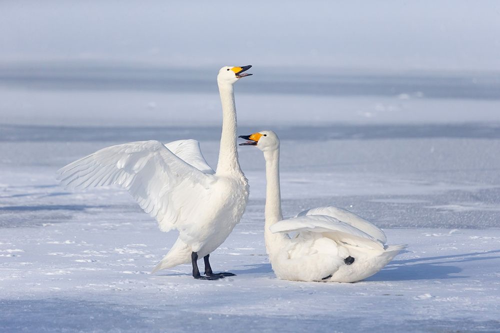 Japan-Hokkaido A pair of whooper swans celebrate loudly with each other after landing on the ice art print by Ellen Goff for $57.95 CAD
